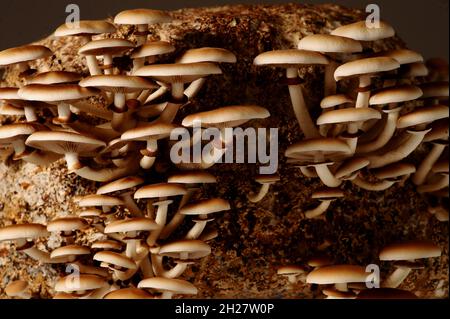 Honigpilze in der Pilzfarm wachsen in Gruppen zusammen. Pilzzucht. Mycel-Block der Cyclocybe aegerita (Yanagi-Matsutake), Draufsicht, Klo Stockfoto