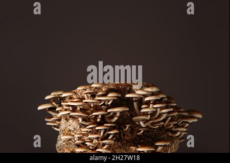 Honigpilze in der Pilzfarm wachsen in Gruppen zusammen. Pilzzucht. Mycel-Block der Cyclocybe aegerita (Yanagi-Matsutake), Draufsicht, Klo Stockfoto