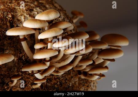 Honigpilze in der Pilzfarm wachsen in Gruppen zusammen. Lebensmittelindustrie. Mycelblock der Cyclocybe aegerita (Yanagi-Matsutake), Draufsicht, Nahaufnahme. Stockfoto