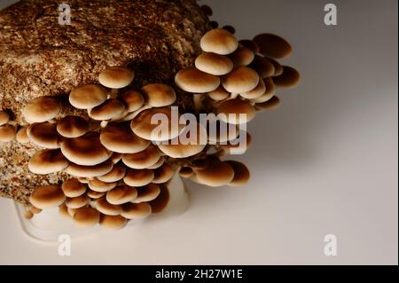 Honigpilze in der Pilzfarm wachsen in Gruppen zusammen. Lebensmittelindustrie. Mycelblock der Cyclocybe aegerita (Yanagi-Matsutake), Draufsicht, Nahaufnahme. Stockfoto