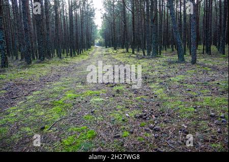 Spätherbst in einem Nadelwald. Herbstwald. Nadelwaldweg im Moos. Stockfoto