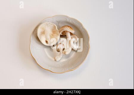 Frische Shiitake-Pilze liegen auf einem Teller auf weißem Hintergrund. Nahaufnahme von oben mit Kopierbereich. Stockfoto