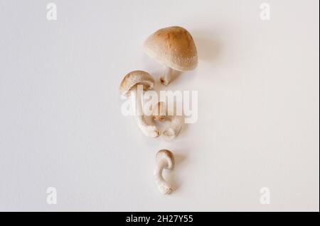 Frische Shiitake-Pilze liegen auf weißem Hintergrund. Nahaufnahme von oben mit Kopierbereich. Stockfoto