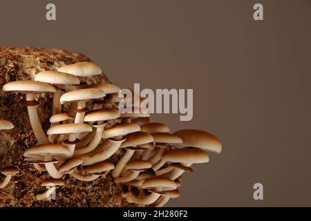 Honigpilze in der Pilzfarm wachsen in Gruppen zusammen. Pilzzucht. Mycel-Block der Cyclocybe aegerita (Yanagi-Matsutake), Draufsicht, Klo Stockfoto