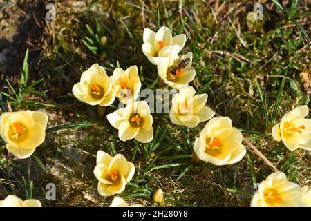 Krokusse im Frühling im Salzkammergut mit einer Biene (Oberösterreich, Österreich) - die rund 240 Krokusarten sind vor allem im Orient, aber auch in E Stockfoto