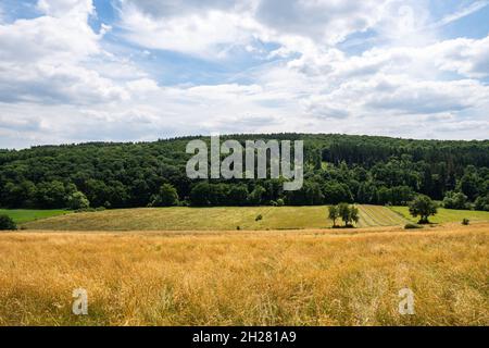 Grüner Wald umgeben von blauweißem Himmel und goldenen Weizenfeldern in der Nähe von steinbachtalsperre Stockfoto