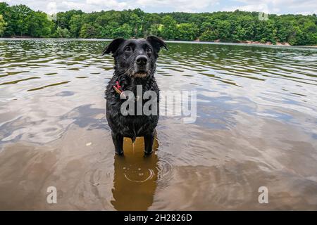 Schöner schwarzer labrador-Hund, der in der Steinbachtalsperre, einem Damm in der eifel, spielt Stockfoto