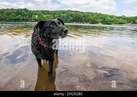 Schöner schwarzer labrador-Hund, der in der Steinbachtalsperre, einem Damm in der eifel, spielt Stockfoto