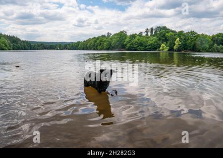 Schöner schwarzer labrador-Hund, der in der Steinbachtalsperre, einem Damm in der eifel, spielt Stockfoto