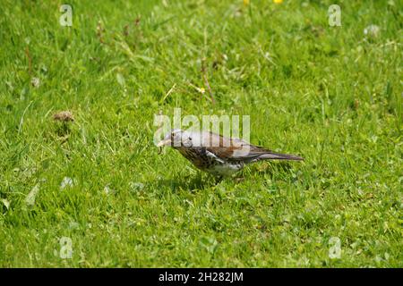 Eine niedliche Feldfare mit einem Wurm im Schnabel auf einer Frühlingswiese in Allgäu Stockfoto