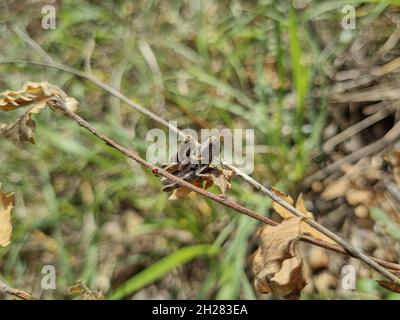 Zwei Cricket-Insekten leben zusammen auf wilden natürlichen Ökosystem, Makro-Tier-Umwelt Stockfoto