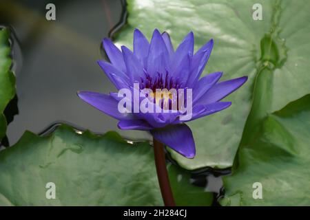 Eine wunderschöne exotische tropische lila Seerose Stockfoto