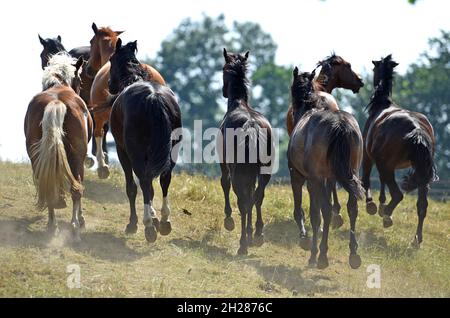 Laufende Pferde in Rüstorf, Österreich, Europa - Laufpferde in Rustorf, Österreich, Europa Stockfoto