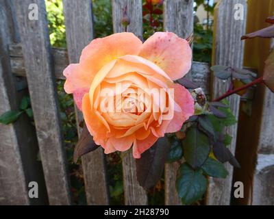 Ein schönes großes Rosa mit gelben Nuancen hing durch einen Holzzaun Stockfoto