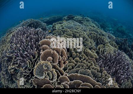 Im flachen Wasser des Komodo-Nationalparks, Indonesien, gedeihen empfindliche, aber unglaublich gesunde Korallen. Dieses Gebiet verfügt über eine außergewöhnliche Artenvielfalt im Meer. Stockfoto