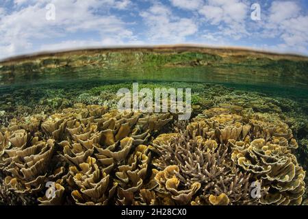 Im flachen Wasser des Komodo-Nationalparks, Indonesien, gedeihen empfindliche, aber unglaublich gesunde Korallen. Dieses Gebiet verfügt über eine außergewöhnliche Artenvielfalt im Meer. Stockfoto