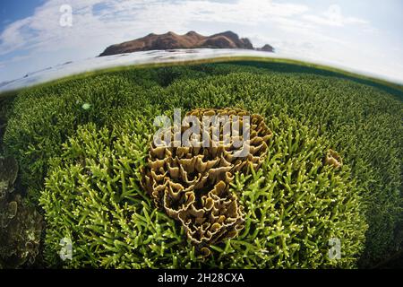 Im flachen Wasser des Komodo-Nationalparks, Indonesien, gedeihen empfindliche, aber unglaublich gesunde Korallen. Dieses Gebiet verfügt über eine außergewöhnliche Artenvielfalt im Meer. Stockfoto