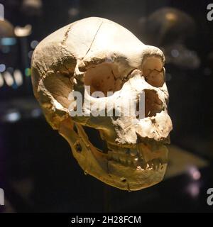 Burgos, Spanien - 16. Okt, 2021: Vorhistorische menschliche Schädel im Museum of Human Evolution Stockfoto