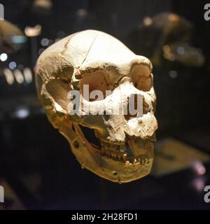 Burgos, Spanien - 16. Okt, 2021: Vorhistorische menschliche Schädel im Museum of Human Evolution Stockfoto