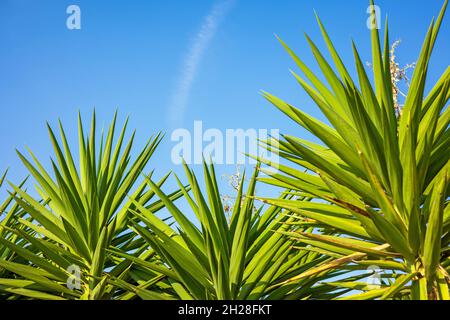 Grüne Palmenblätter auf blauem Himmel Hintergrund Stockfoto