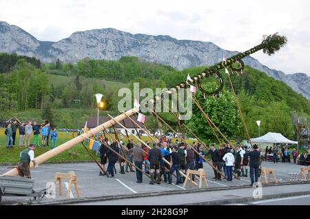 Maibaum-Aufstellungen in Steinbach, Attersee (Bezirk Vöcklabruck, Oberösterreich, Österreich) - ein Maibaum ist ein geschmückter Baum oder Baumstamm, der Stockfoto