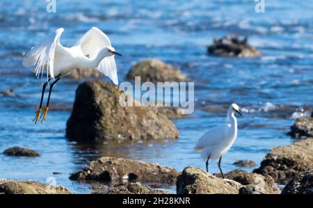 Wandernde Schneereiher (Egretta thula) Futter in den Tidepools in Malibu, Kalifornien, USA Stockfoto