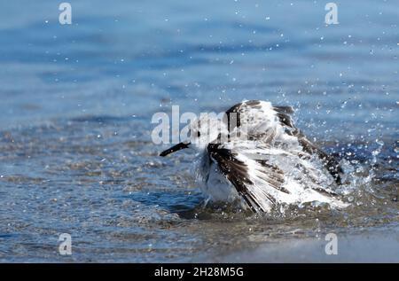 Ein sanderling (Calidris alba) badet im Meer bei Malibu, Kalifornien, USA Stockfoto