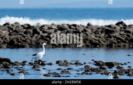 Ein schneebedeckter Reiher (Egretta thula) sammelt an einem felsigen Strand in Malibu, Kalifornien, USA, Futter Stockfoto