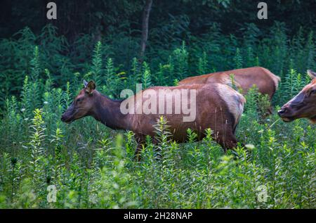 Wilde nordamerikanische Elche, die frei in der Nähe des Oconaluftee Visitor Center im Great Smoky Mountains National Park in der Nähe von Cherokee, North Carolina, herumlaufen Stockfoto