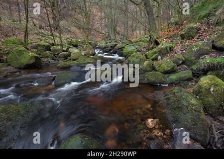 Wasser, das über moosige Felsen in die Padley Gorge, den Peak District National Park, Derbyshire führt Stockfoto