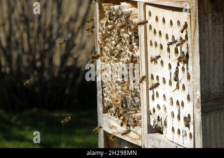 Ein Nützlingshotel in Österreich, Europa - Nützliches Insektenhotel in Österreich, Europa Stockfoto