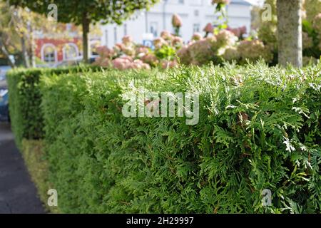 Grüne Hecke in einem Stadtpark an einem sonnigen Tag. Getrimmte üppige Büsche. Perspektive, selektiver Fokus, Sonnenlicht Stockfoto