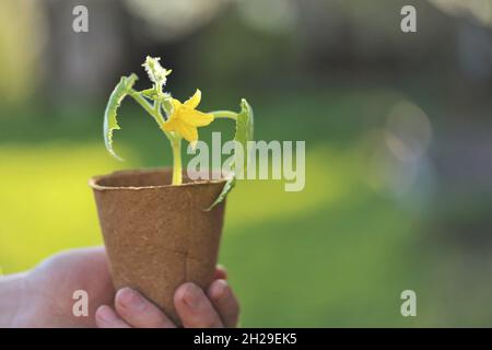 Frühjahrssämlinge. Gurken-Sämlinge in Töpfen in männlichen Händen in einem sonnigen Garten.Sämling Gurken. Wachsende Sämlinge im Garten Stockfoto