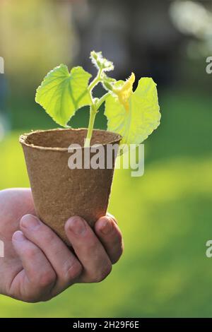 Frühjahrssämlinge. Gurken-Sämlinge in Torftöpfen in männlichen Händen in einem sonnigen Garten.Sämling Gurken. Stockfoto