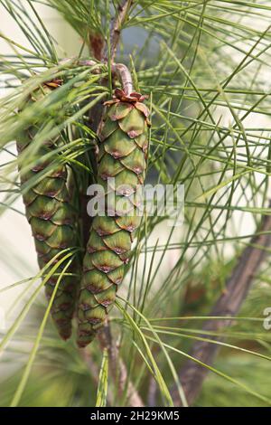 Zapfen und Nadeln auf einer White Columnar Pine Stockfoto