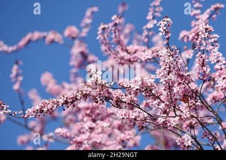 Rosa Blüten mit blauem Himmel im Frühling in Österreich - Rosa Blüten mit blauem Himmel im Frühling in Österreich Stockfoto