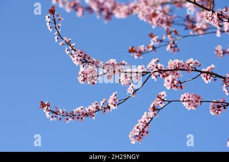 Rosa Blüten mit blauem Himmel im Frühling in Österreich - Rosa Blüten mit blauem Himmel im Frühling in Österreich Stockfoto