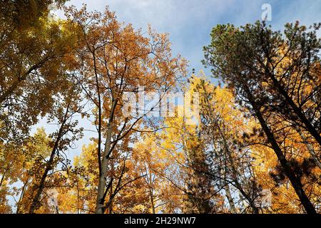 Baumkrone aus goldenen Blättern im Herbst Stockfoto