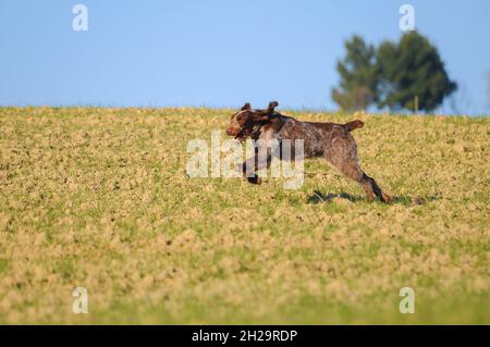 Nahaufnahme eines typischen Jagdhundes, Spinone Italiano Hund, der auf dem Feld läuft Stockfoto