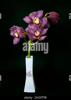 Hübsche, lavendelrosa Cymbidium Clarisse Orchid, auch bekannt als Boat Orchid, in einer Vase, die auf einem schwarzen Hintergrund in Nahaufnahme isoliert ist. Wunderschön Stockfoto