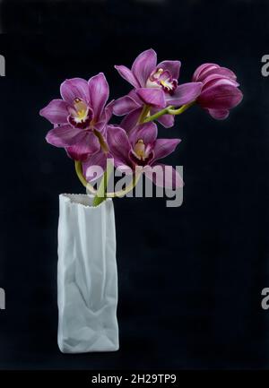 Hübsche, lavendelrosa Cymbidium Clarisse Orchid, auch bekannt als Boat Orchid, in einer Vase, die auf einem schwarzen Hintergrund in Nahaufnahme isoliert ist. Wunderschön Stockfoto