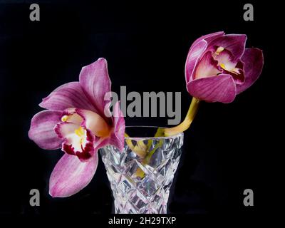 Hübsche, lavendelrosa Cymbidium Clarisse Orchid, auch bekannt als Boat Orchid, in einer Vase, die auf einem schwarzen Hintergrund in Nahaufnahme isoliert ist. Wunderschön Stockfoto