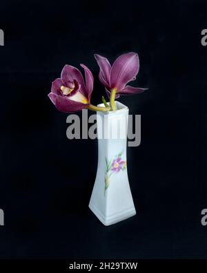 Hübsche, lavendelrosa Cymbidium Clarisse Orchid, auch bekannt als Boat Orchid, in einer Vase, die auf einem schwarzen Hintergrund in Nahaufnahme isoliert ist. Wunderschön Stockfoto