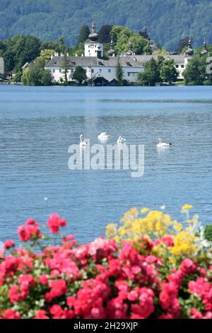 Das Seeschloss Ort am Traunsee in Gmunden mit Blumen und Schwänen, Salzkammergut, Bezirk Gmunden, Oberösterreich, Österreich, Europa - das Seenschloss Stockfoto