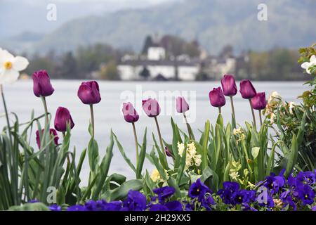Das Seeschloss Ort am Traunsee in Gmunden mit Tulpen im Vordergrund (Salzkammergut, Bezirk Gmunden, Oberösterreich, Österreich) - das Schloss Ort in La Stockfoto