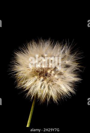 Pappus oder Samenuhr einer Katzenblüte, Hypochaeris radicata, eine in Europa heimische, falsche Dandelion-Staude, die leuchtend gelbe Blüten hervorbringt Stockfoto