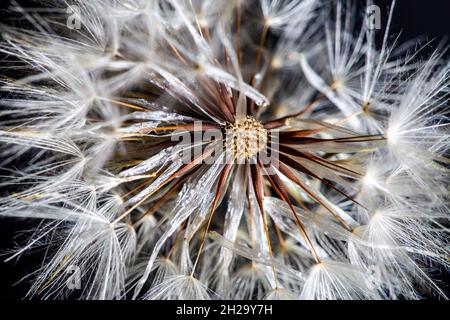 Pappus oder Samenuhr einer Katzenblüte, Hypochaeris radicata, eine in Europa heimische, falsche Dandelion-Staude, die leuchtend gelbe Blüten hervorbringt Stockfoto