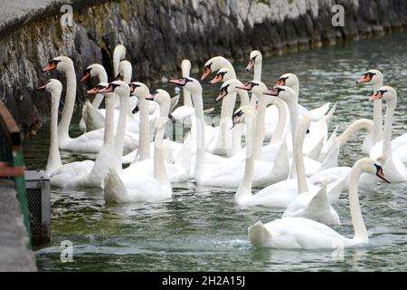 Schwäne am Attersee (Bez. Vöcklabruck, Salzkammergut, Oberösterreich, Österreich) - Schwäne am Attersee (Kreis Vöcklabruck, Salzkammergut, Obere Stockfoto