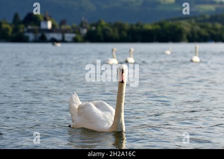 Schwäne auf dem Traunsee mit dem Seeschloss Ort im Hintergrund, Salzkammergut, Bezirk Gmunden, Oberösterreich, Österreich, Europa - Schwäne auf der Traun Stockfoto