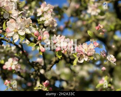 Rosa und weiße Apfelbaumblüten Stockfoto